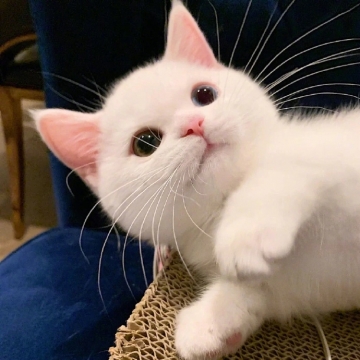 唯美可爱小奶猫写真图片