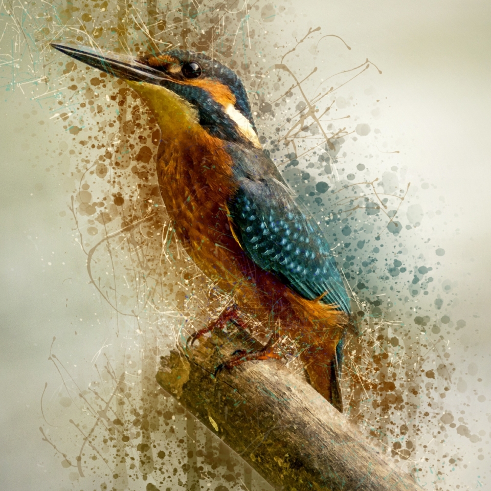 涂鸦水彩手绘风创意树枝上彩色鸟类