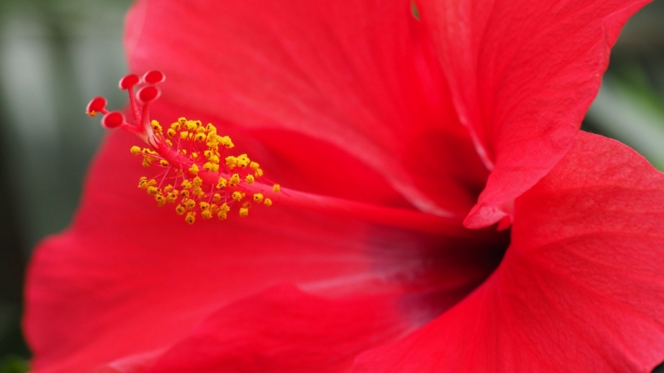 芙蓉花无水印电脑桌面高清壁纸图片