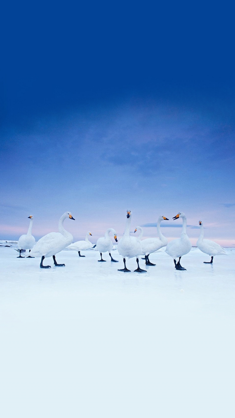 雪地里的野生动物写真