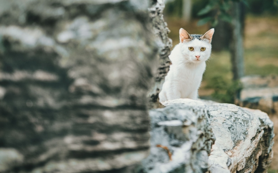 卖萌的小猫高清壁纸