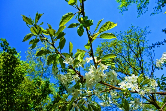 阳光蓝色天空自然树木树枝白色花朵