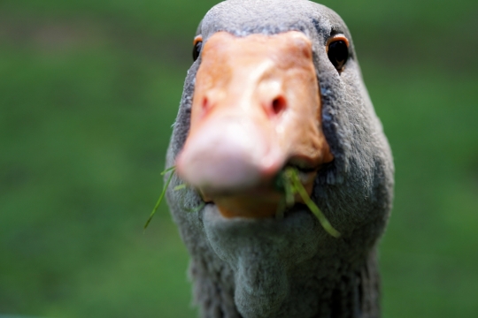 一只吃草看戏的围观鸭子