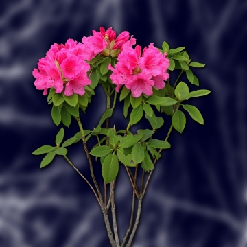 户外花园采摘盛开绿叶花朵植物