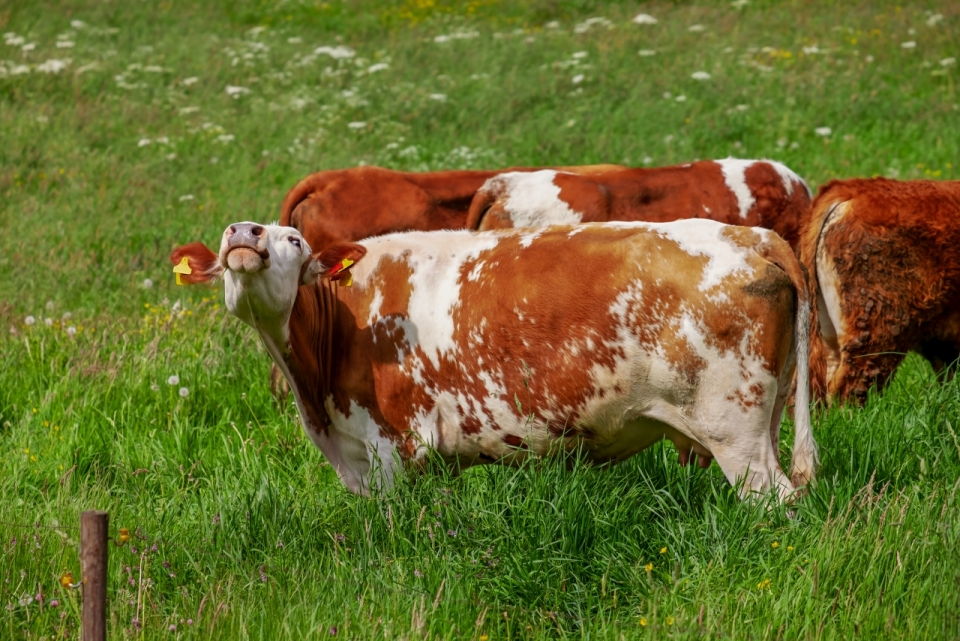 户外自然绿色草坪家养牛动物