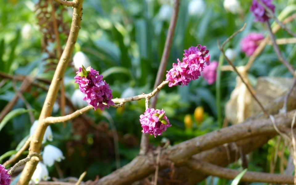 瑞香花自然风光优美风景秀丽高清桌面壁纸