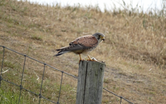 篱笆上站立麻雀虚化背景美拍