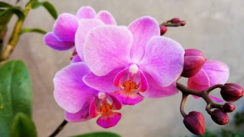 鲜花美丽漂亮的蝴蝶兰高清桌面壁纸