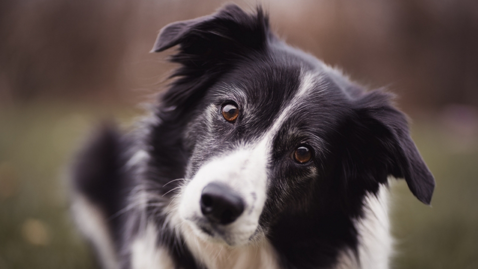 高清边境牧羊犬桌面壁纸