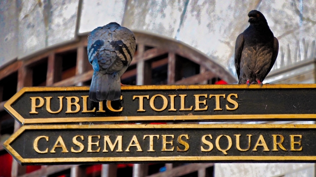 城市街道路标上灰色野生鸽子