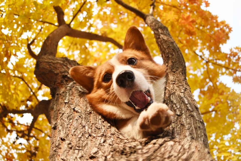自然黄色叶子树木上可爱宠物柯基犬