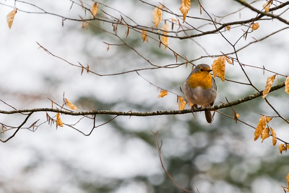 冬季雪白外景树枝站立可爱小鸟
