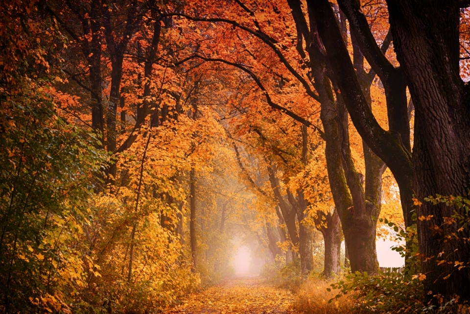 秋天落叶纷飞的林间小路