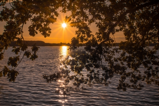 郊外湖泊树荫夕阳风光