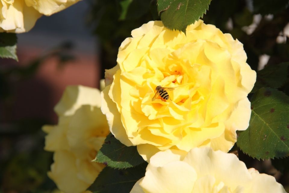 阳光户外自然黄色花朵植物上蜜蜂