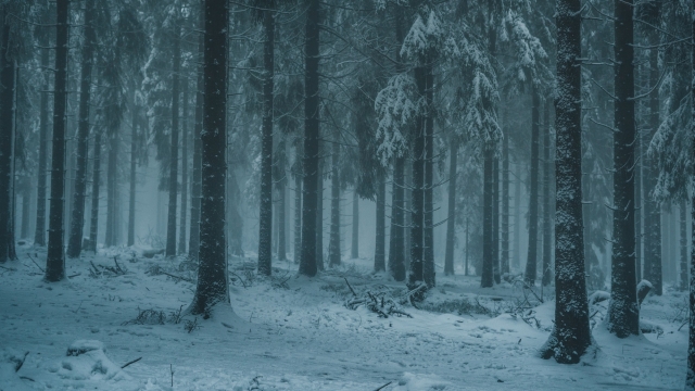 唯美冬季雪景自然风光高清桌面壁纸