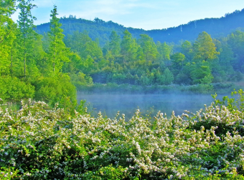 山清水秀森林和湖泊白色小花自然美景