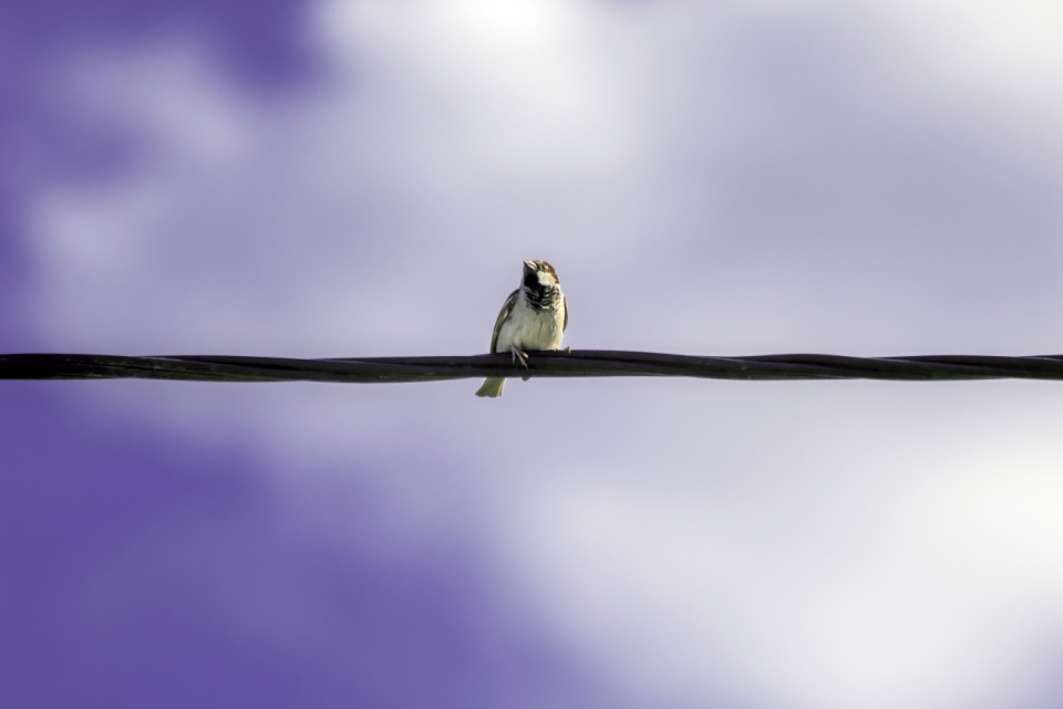 紫色虚化天空背景站在电线上的小鸟