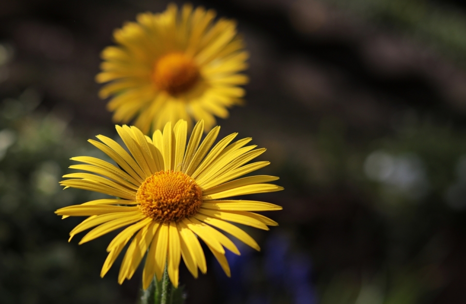 微距摄影_虚化背景自然户外黄色花朵植物