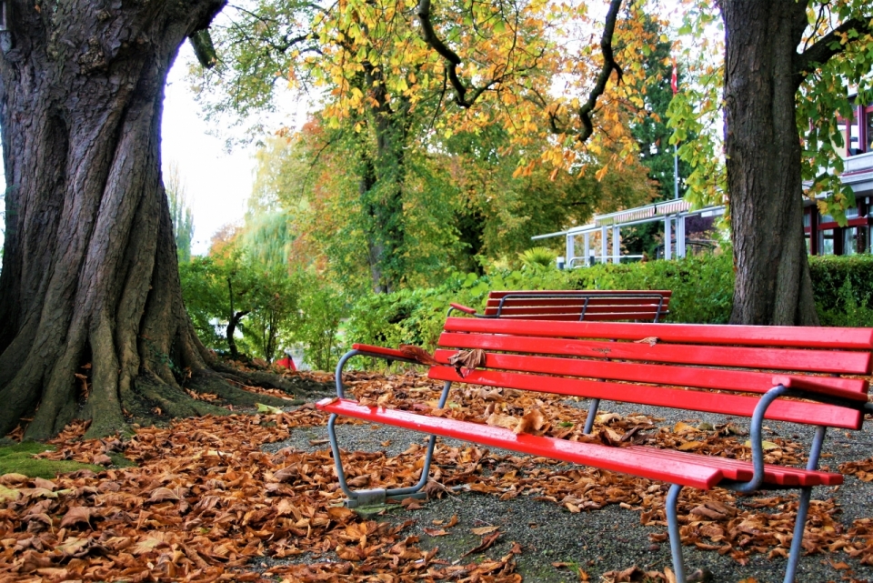 公园大树旁红色长椅的美丽风景摄影