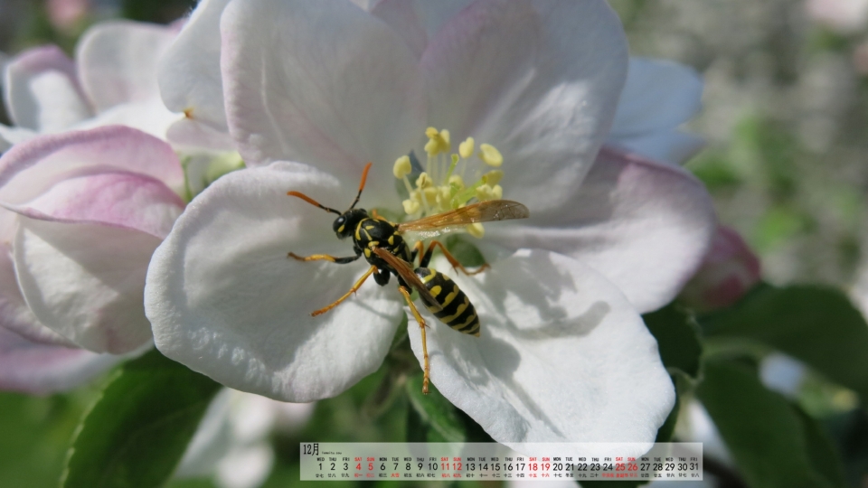 2021年12月苹果花自然风光优美风景高清日历壁纸