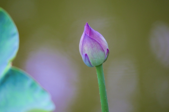 户外自然绿色枝干粉色花朵花苞