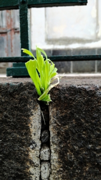 街边青石砖块石缝伸长绿色小草