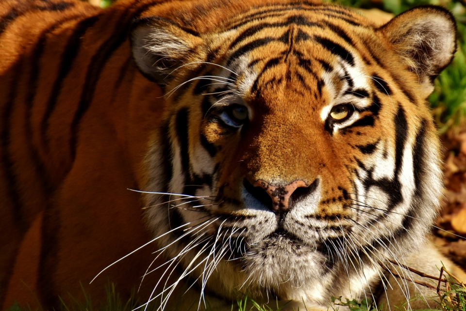 趴在草丛中休息的老虎脸部特写摄影