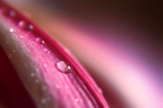 粉红色花瓣上露珠模糊特写摄影