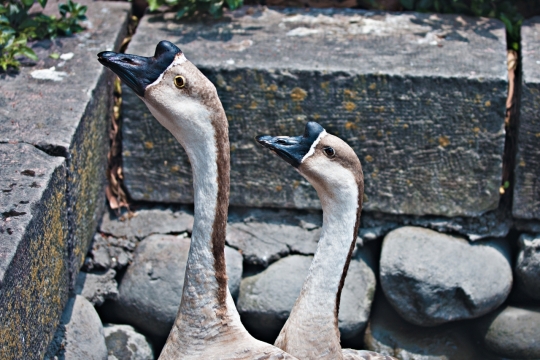 户外自然石阶野生鹅动物