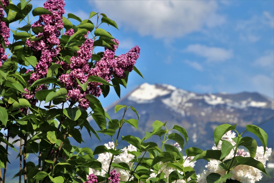 蓝天白云山峰前自然白色紫色花朵植物
