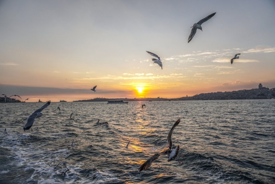夕阳海边展翅飞翔海鸥鸟类风景