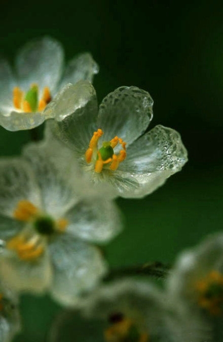 清新唯美植物花朵写真