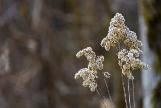 虚化背景白色花朵植物高清外景