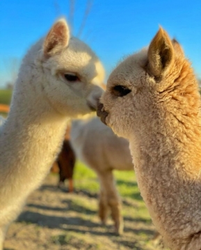 治愈系羊驼可爱图片