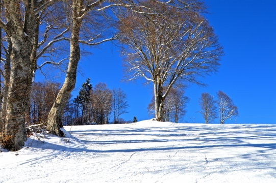 风景摄影_雪地间的杨树林