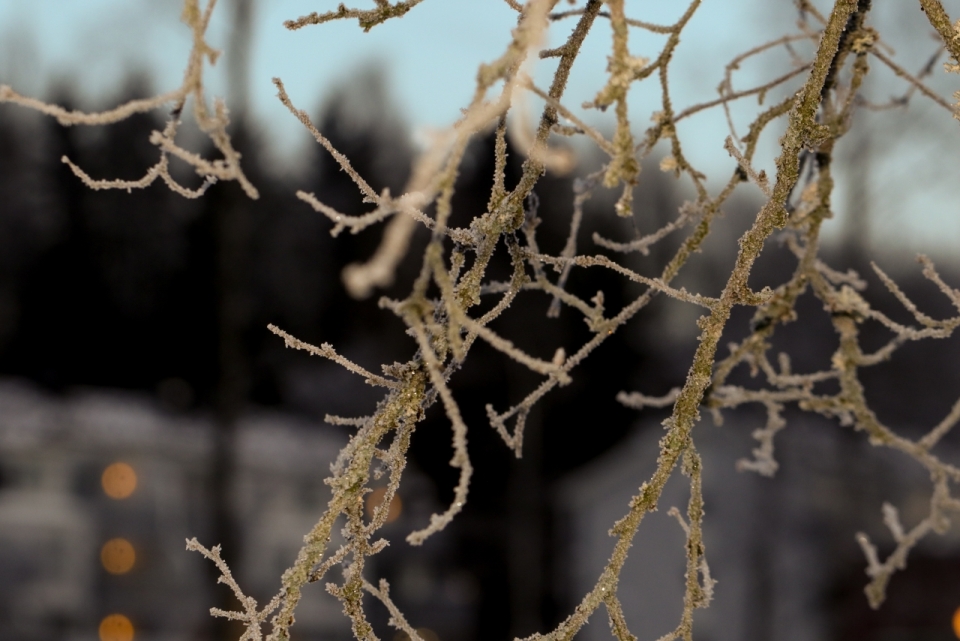 微距摄影_冬天户外自然虚幻背景雪后树木树枝