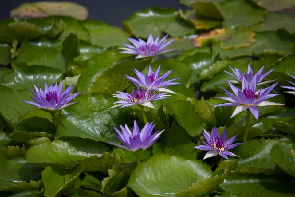 池塘荷叶间的紫色莲花特写