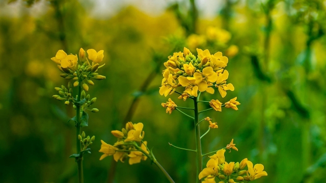 唯美清新绿色护眼高清桌面壁纸