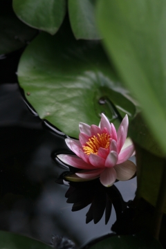 户外河水水面粉色荷花绿色荷叶植物