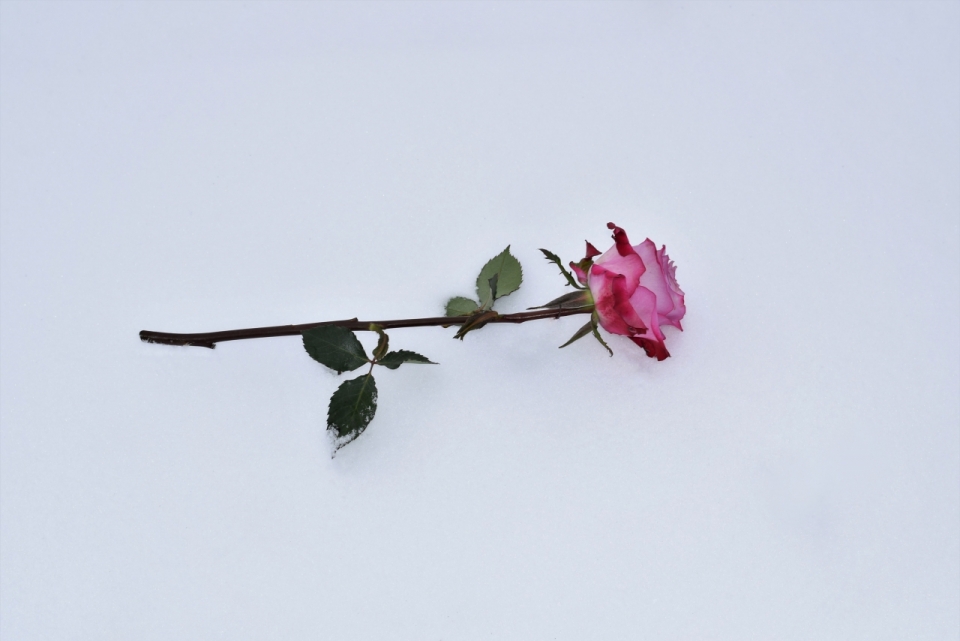摄影入门_冬天白色雪地粉色花朵绿色叶子玫瑰植物