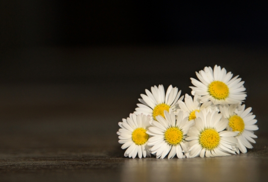 室内木制桌面自然白色清新花朵