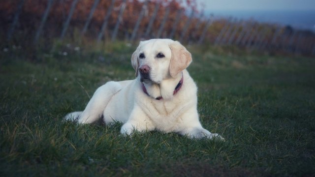 性格温顺的拉布拉多猎犬高清桌面壁纸