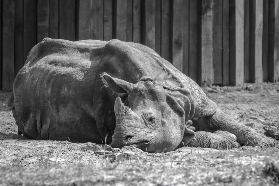 犀牛动物黑白现场珍惜国家保护动物