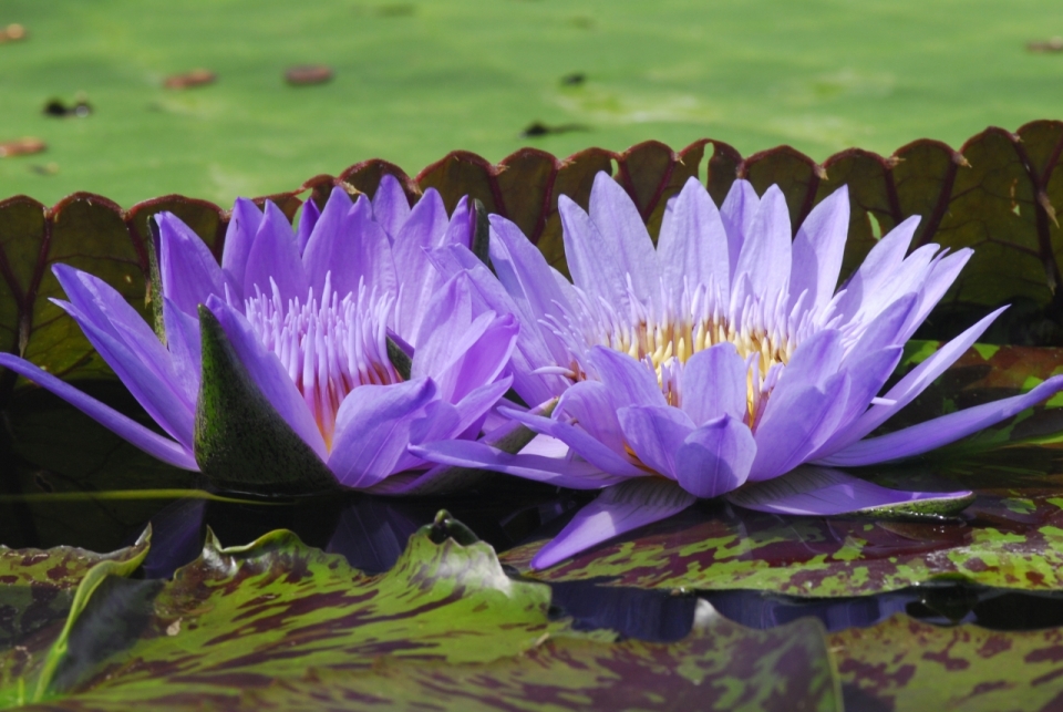 池塘中盛开睡莲淡紫色花瓣植物特写