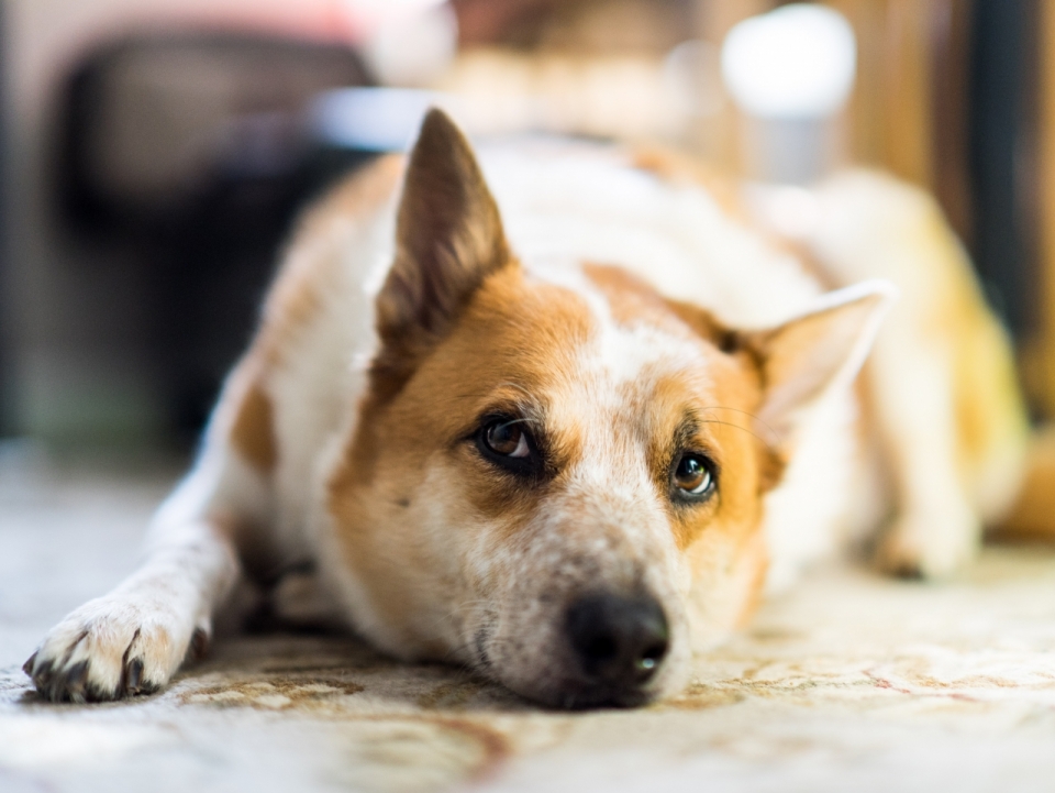 趴地毯上休息的诺波丹狐狸犬宠物摄影