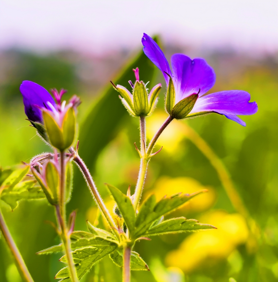 虚化背景户外自然紫色花朵植物