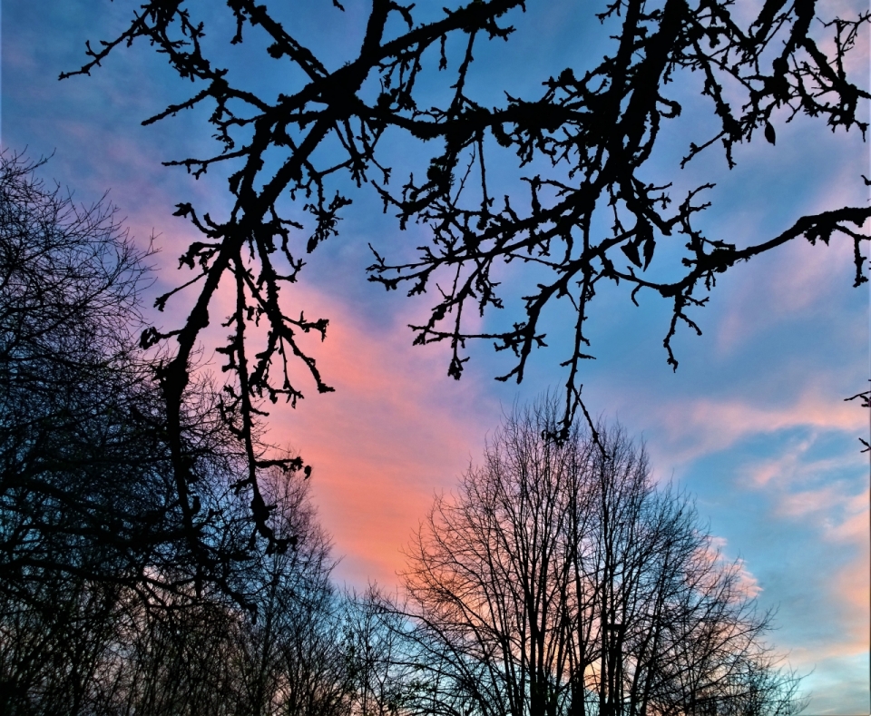 蓝色天空晚霞和树枝剪影