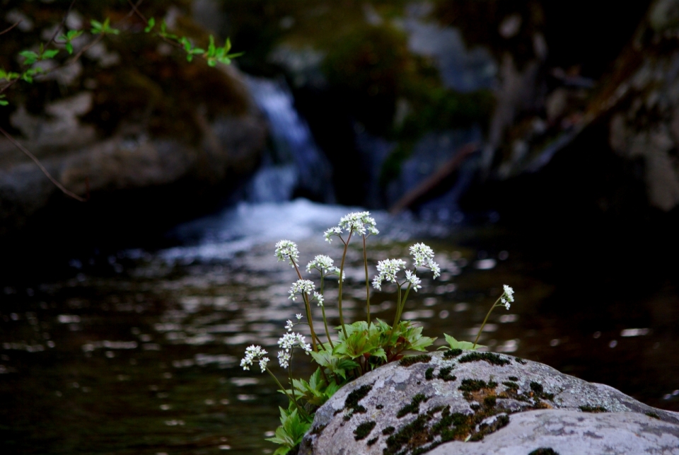 清新山林小溪流生长洁白花朵植物