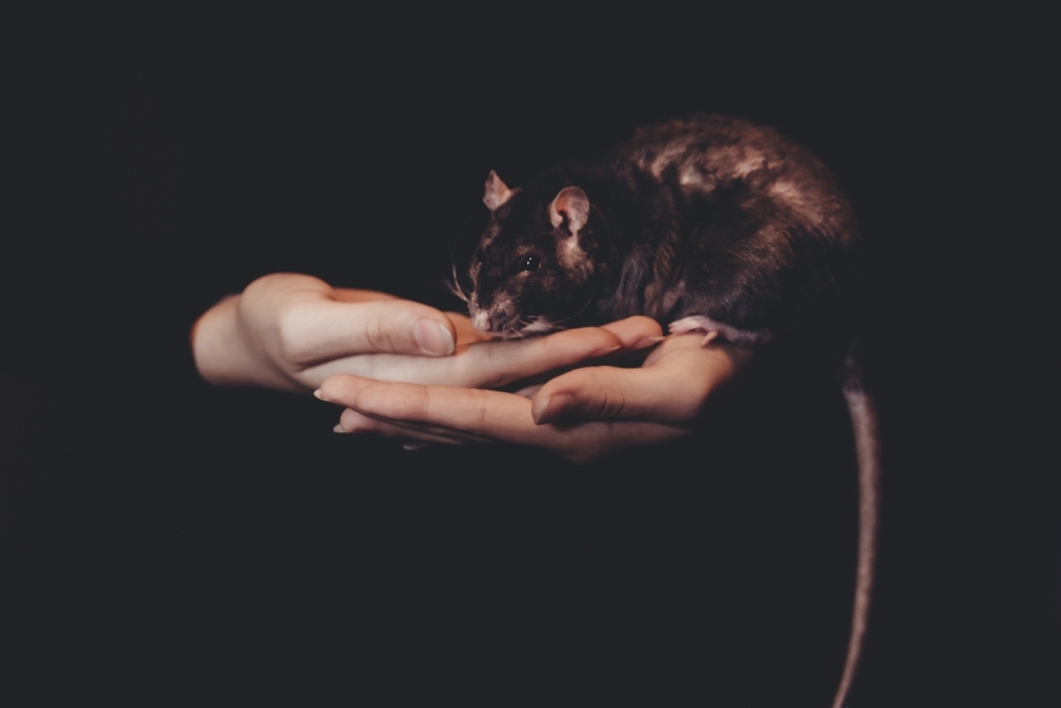 黑暗处手中老鼠动物摄影